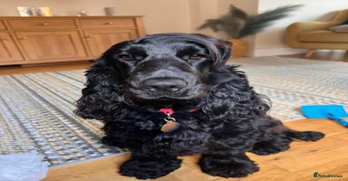 Cocker Spaniel dogs - Advert 3