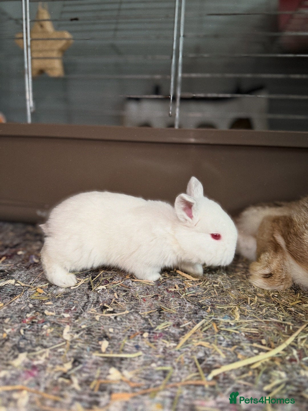 French Lop rabbits for sale: French Lop Bunnies - Advert 8