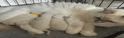 Ragdoll cats for sale: 🌈GCCF LINE LILIC/BLUE/SEAL RAGDOLLS. 🌈 - Advert 2