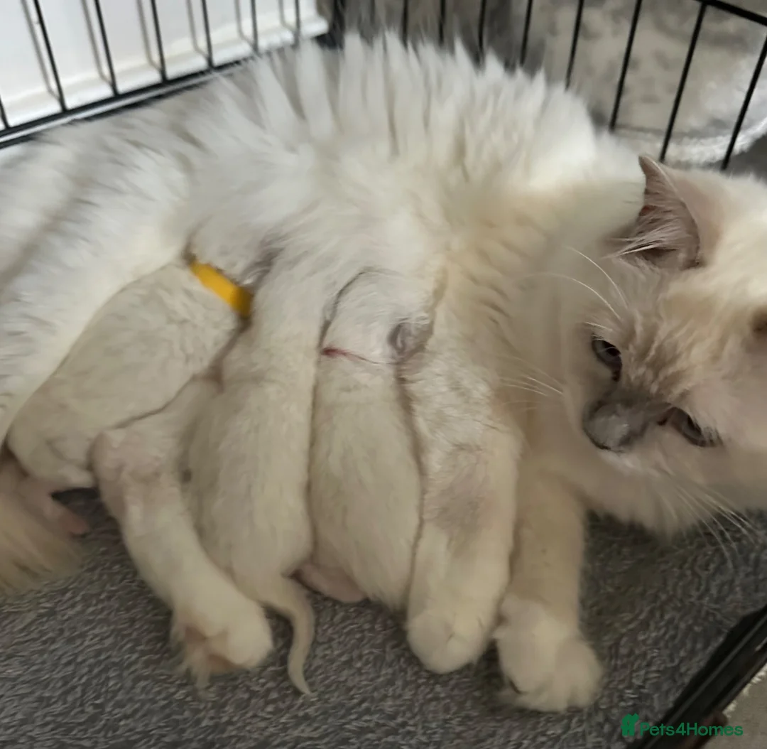Ragdoll cats for sale: 🌈GCCF LINE LILIC/BLUE/SEAL RAGDOLLS. 🌈 - Advert 2