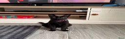 Mixed Breed cats for sale: Kittens  in Warminster - Advert 1
