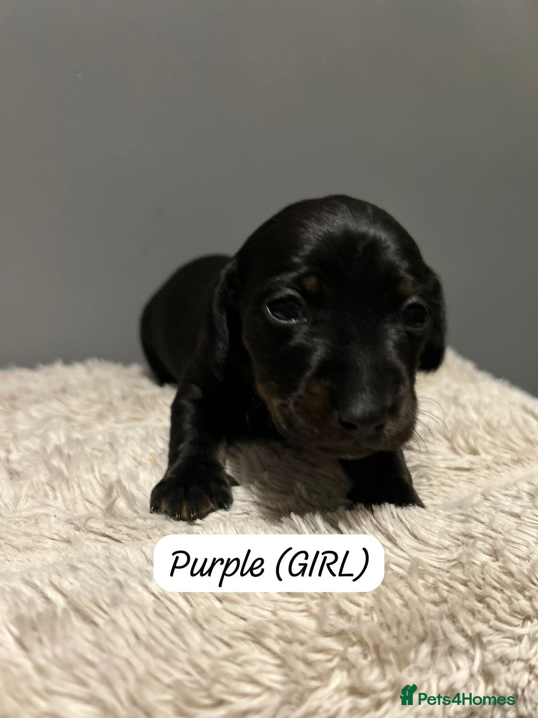 Miniature Dachshund dogs for sale: Miniature dachshund  - Advert 7