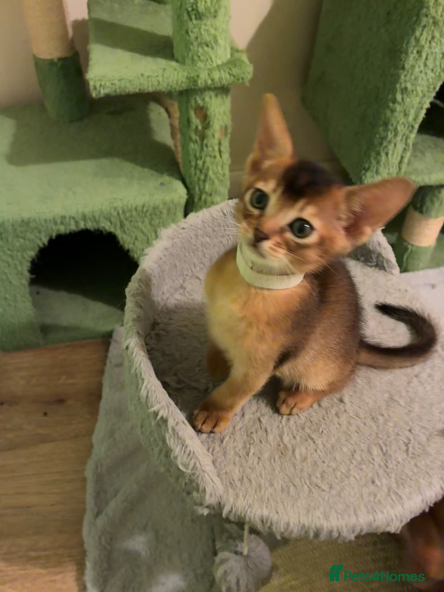 Abyssinian cats for sale: TICA 5* Pedigree Abyssinians  - Advert 2