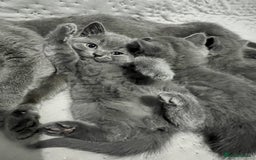 British Shorthair cats for sale: British shorthair hair kittens  - Image 8