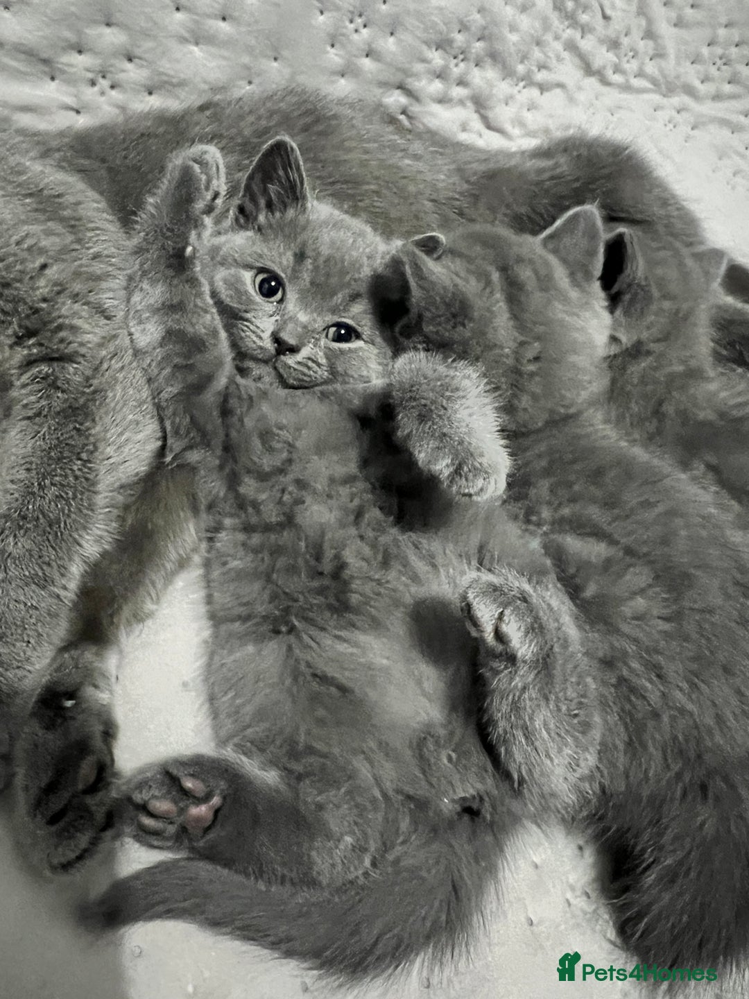 British Shorthair cats for sale: British shorthair hair kittens  - Image 8