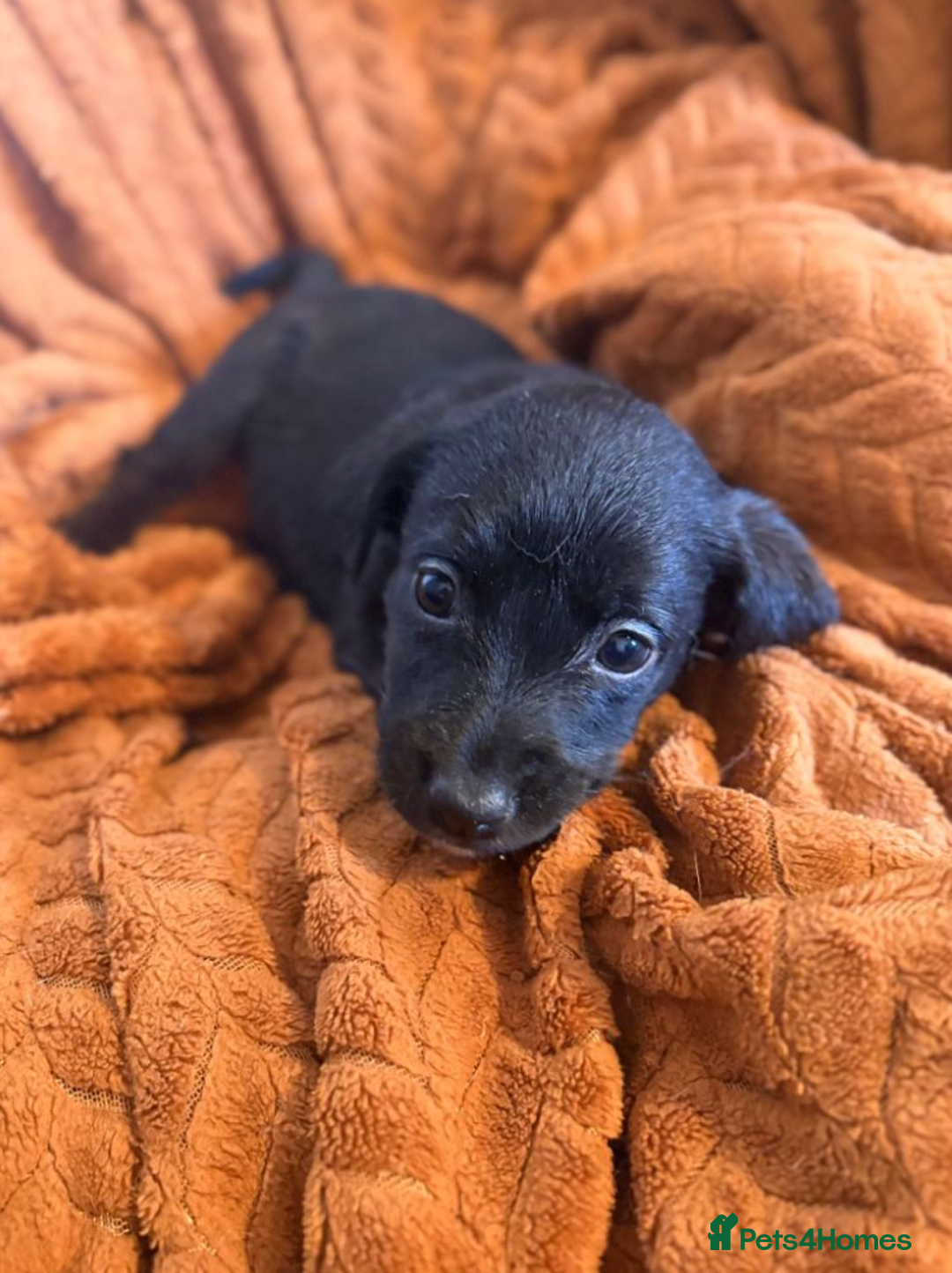 Mixed Breed dogs for sale: KC-Line Labrador Retriever Puppies for Loving Home - Advert 4