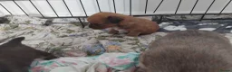 Mixed Breed dogs for sale: Beautiful fur babies  - Advert 3