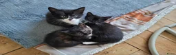 Mixed Breed cats for sale: 3 beautiful kittens left - Advert 4