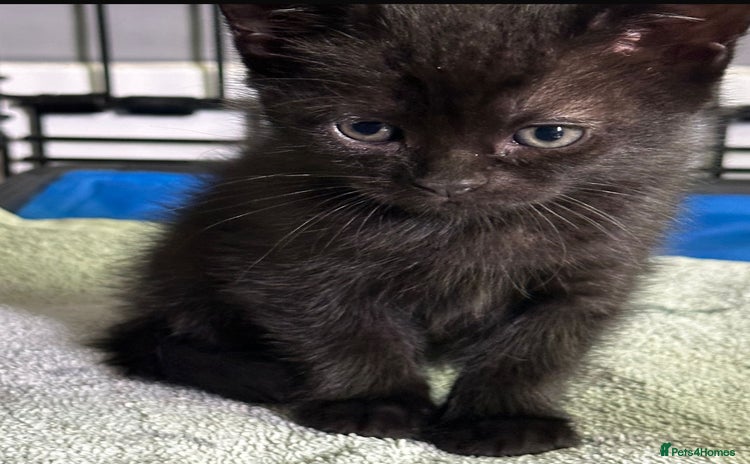 Mixed Breed cats - Advert 1