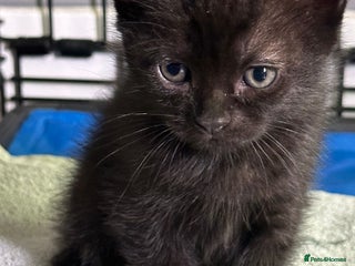 Mixed Breed cats - Advert 10