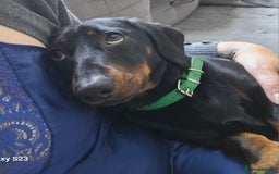Miniature Dachshund dogs for stud: Rupert has come of age - Image 8