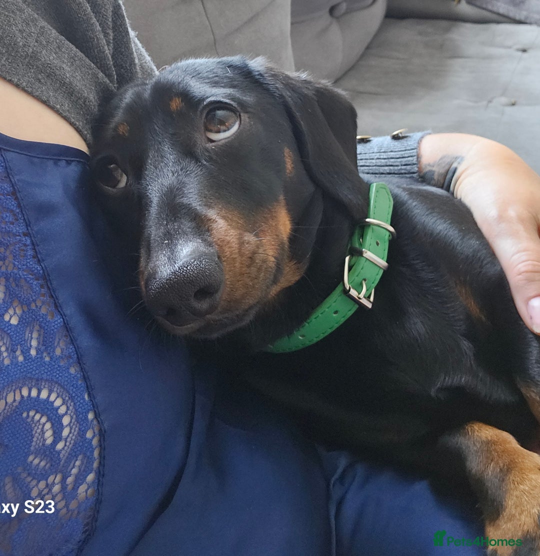 Miniature Dachshund dogs for stud: Rupert has come of age - Image 8