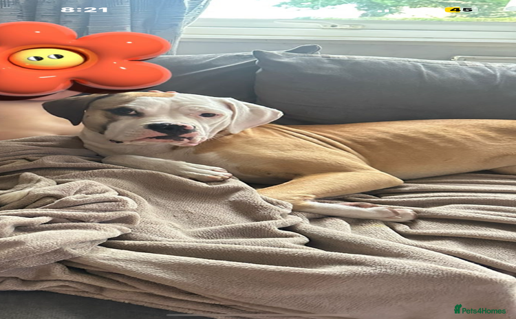 American Bulldog dogs - Advert 15