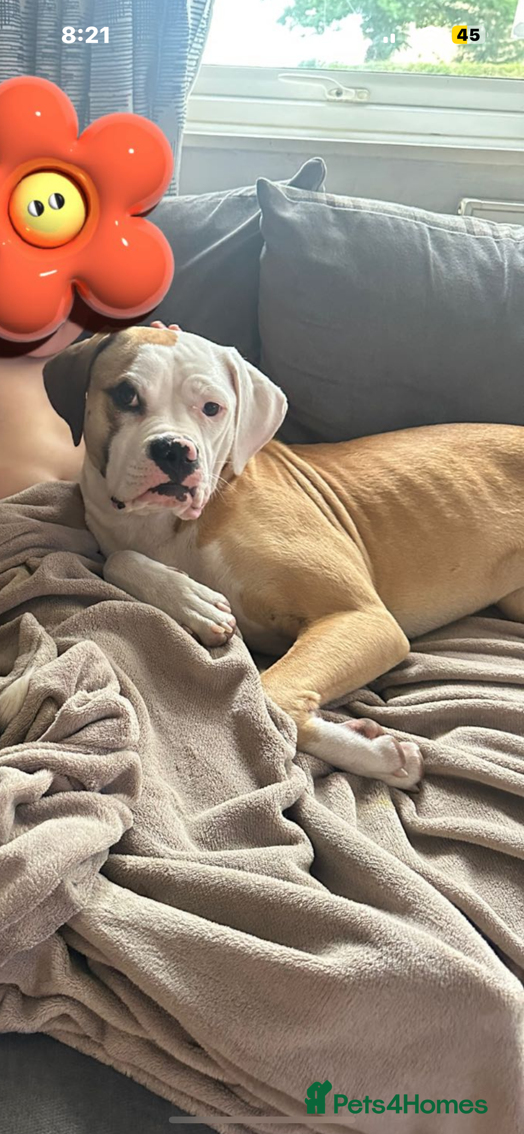 American Bulldog dogs for sale: Beautiful American Bulldog  - Image 1
