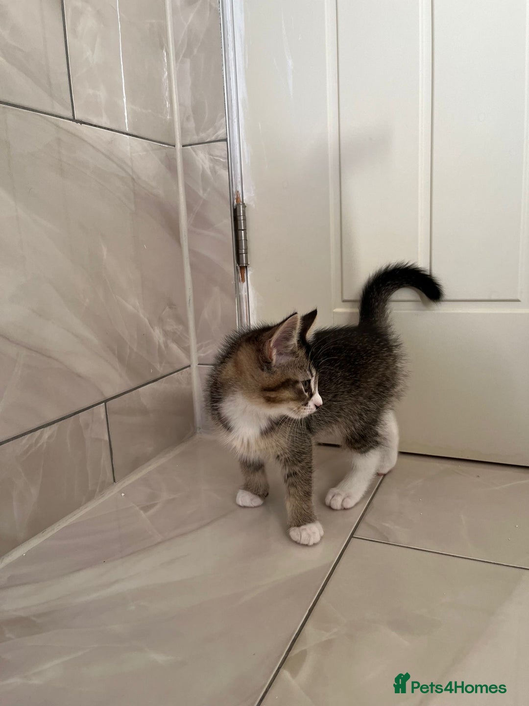Mixed Breed cats for sale: 3 Female Kittens left from litter of 6  - Advert 4