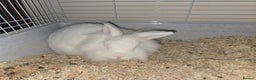 Lionhead rabbits for sale: Lionhead forsale - Advert 10