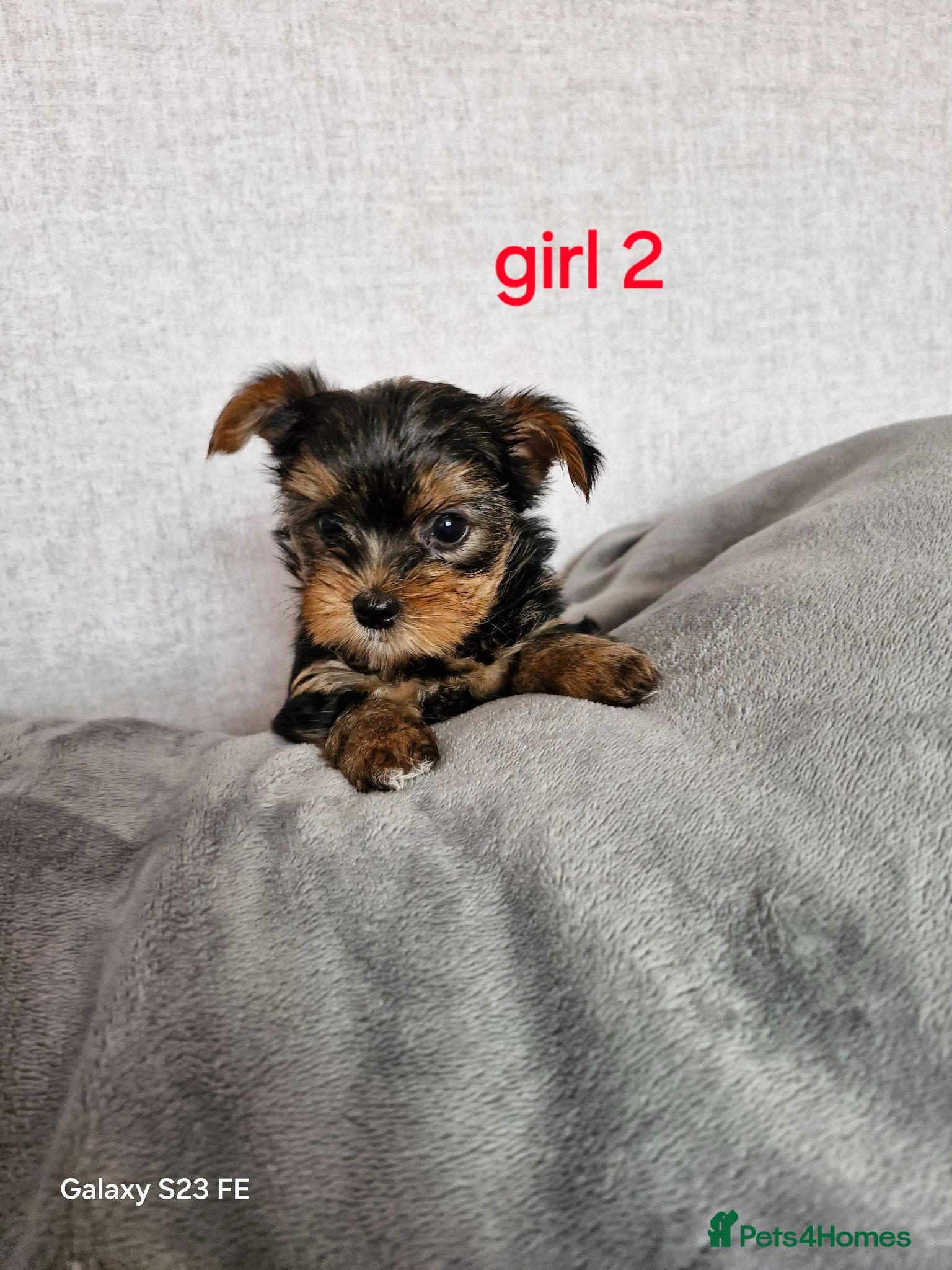 Yorkshire Terrier dogs 2  girls Yorkshire terrier puppies sale. - Advert 3