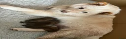 Chow Chow dogs for sale: Chow Chow puppies in Bristol - Advert 4