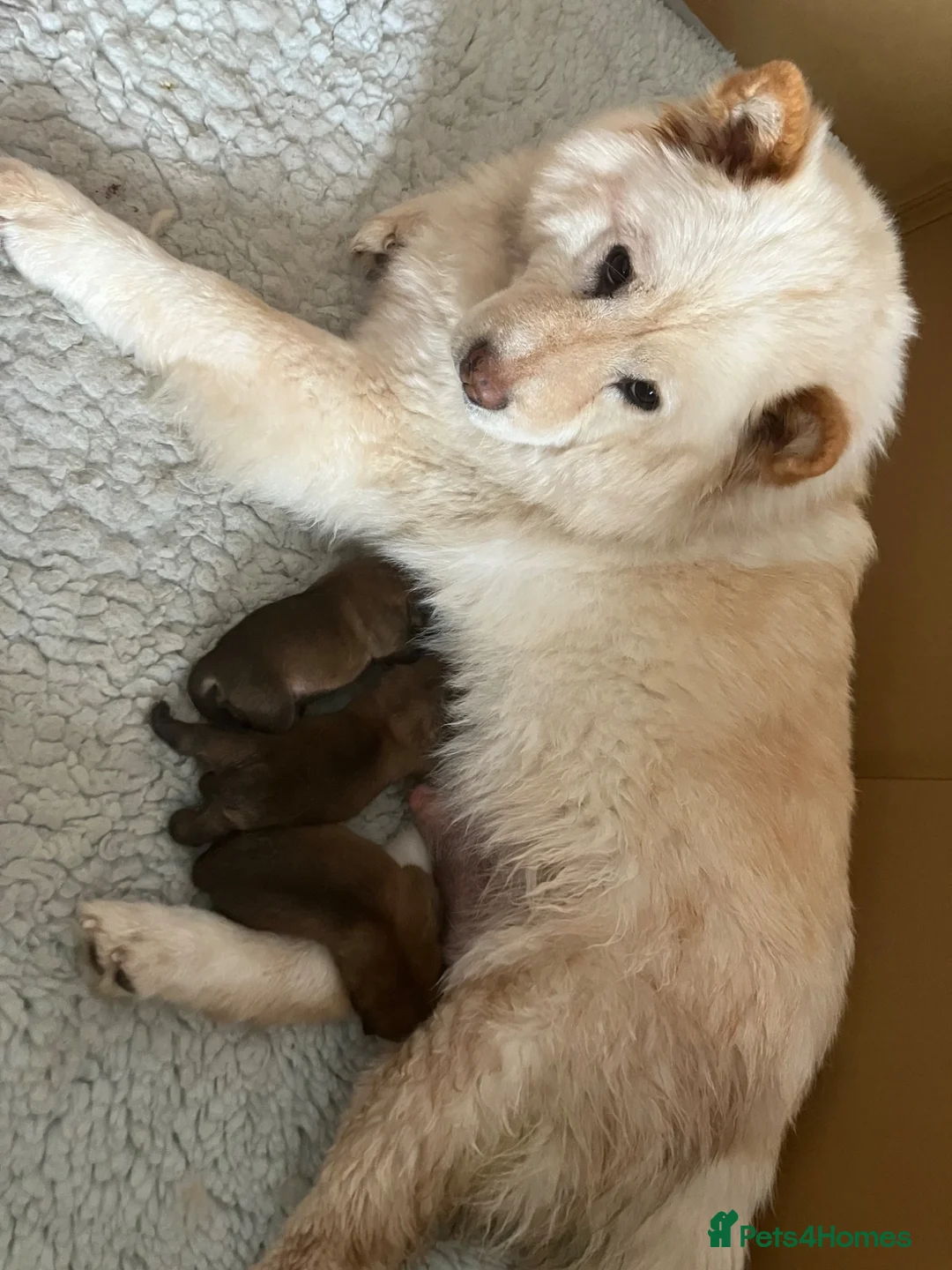 Chow Chow dogs for sale: Chow Chow puppies in Bristol - Advert 4