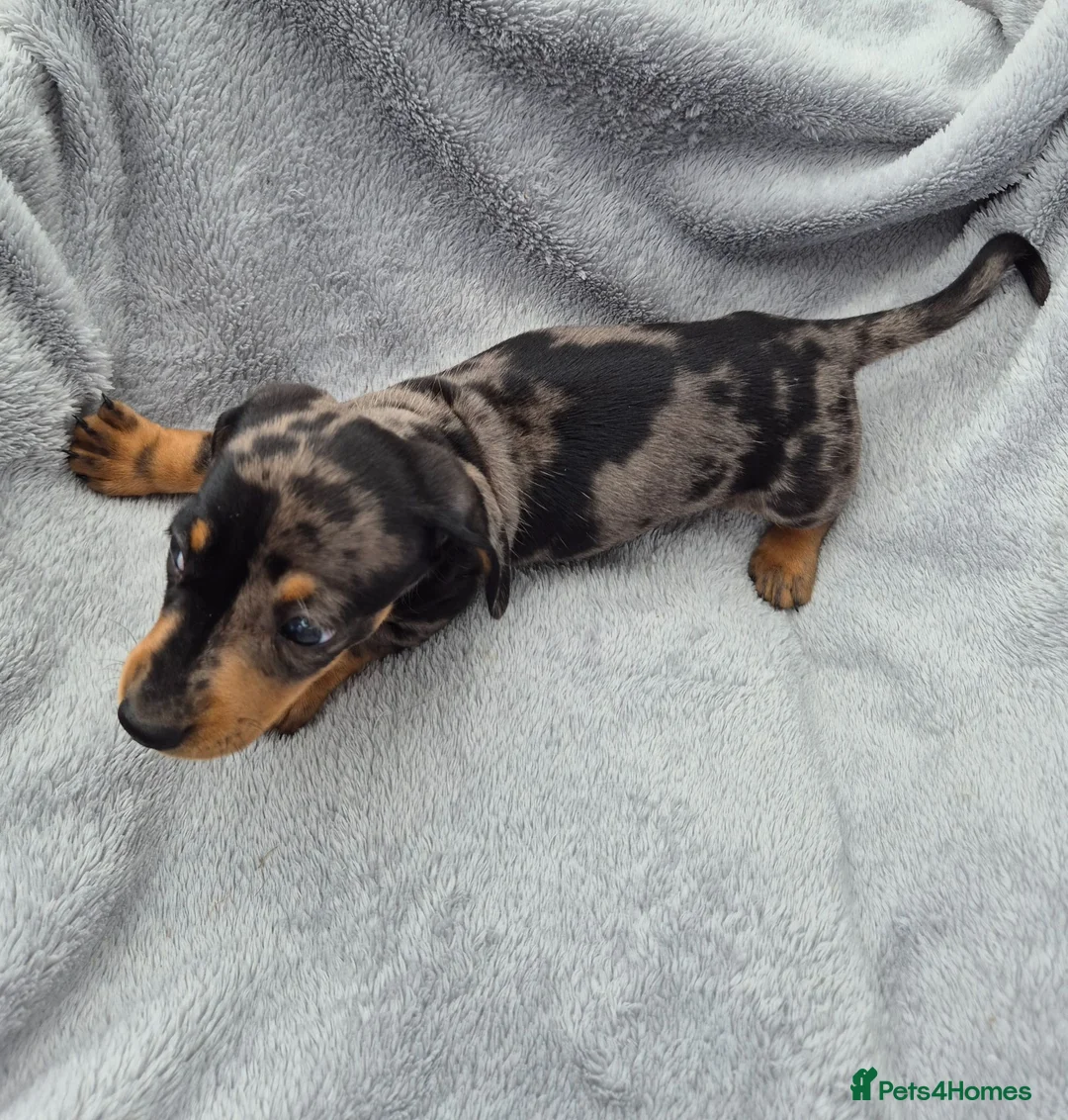 Miniature Dachshund dogs for sale: Stunning KC Reg, PRA Clear dachshund pupies - Advert 31