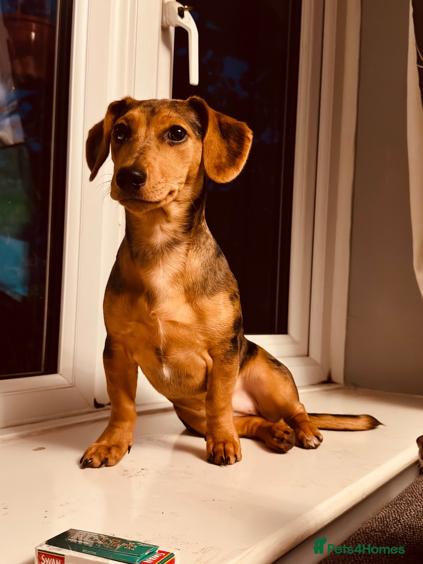 Jackshund dogs Poppy - Advert 1