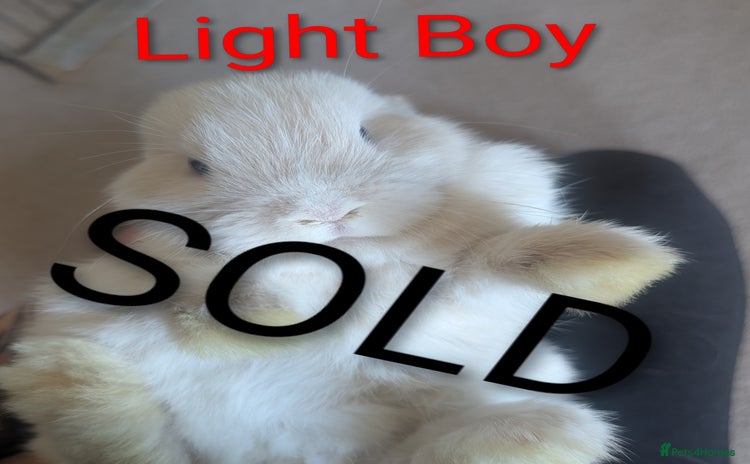 Mini Lop rabbits - Advert 13