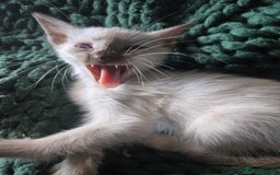 Siamese cats for sale:  Two chocolate point beautiful babies  - Image 1