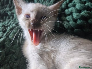 Siamese cats - Advert 12