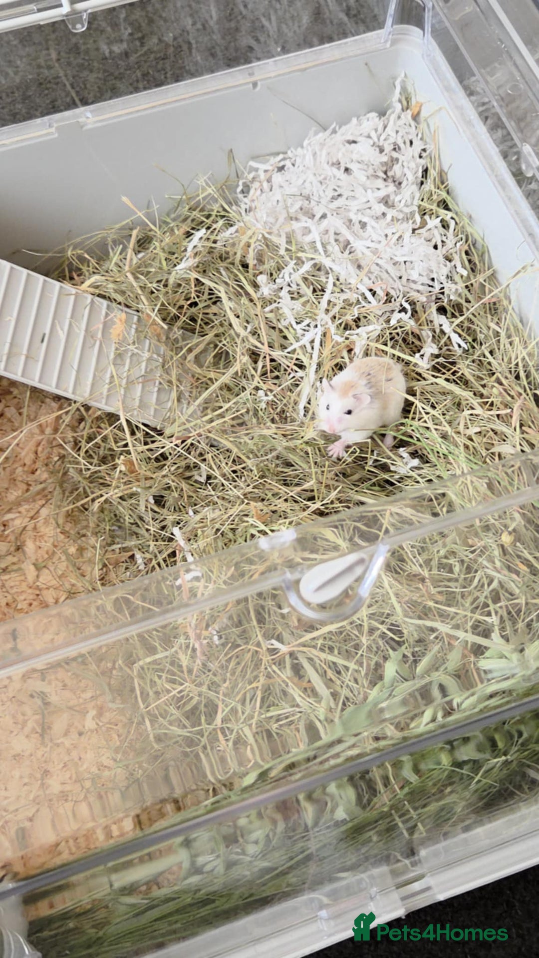 Hamster rodents for sale: Dwarf hamster - Image 9