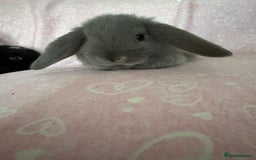 Mini Lop rabbits for sale: Beautiful little mini lop baby bunny rabbits  - Advert 19