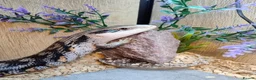 Skink reptiles for sale: EASTERN BLUE TONGUE SKINK - Advert 4