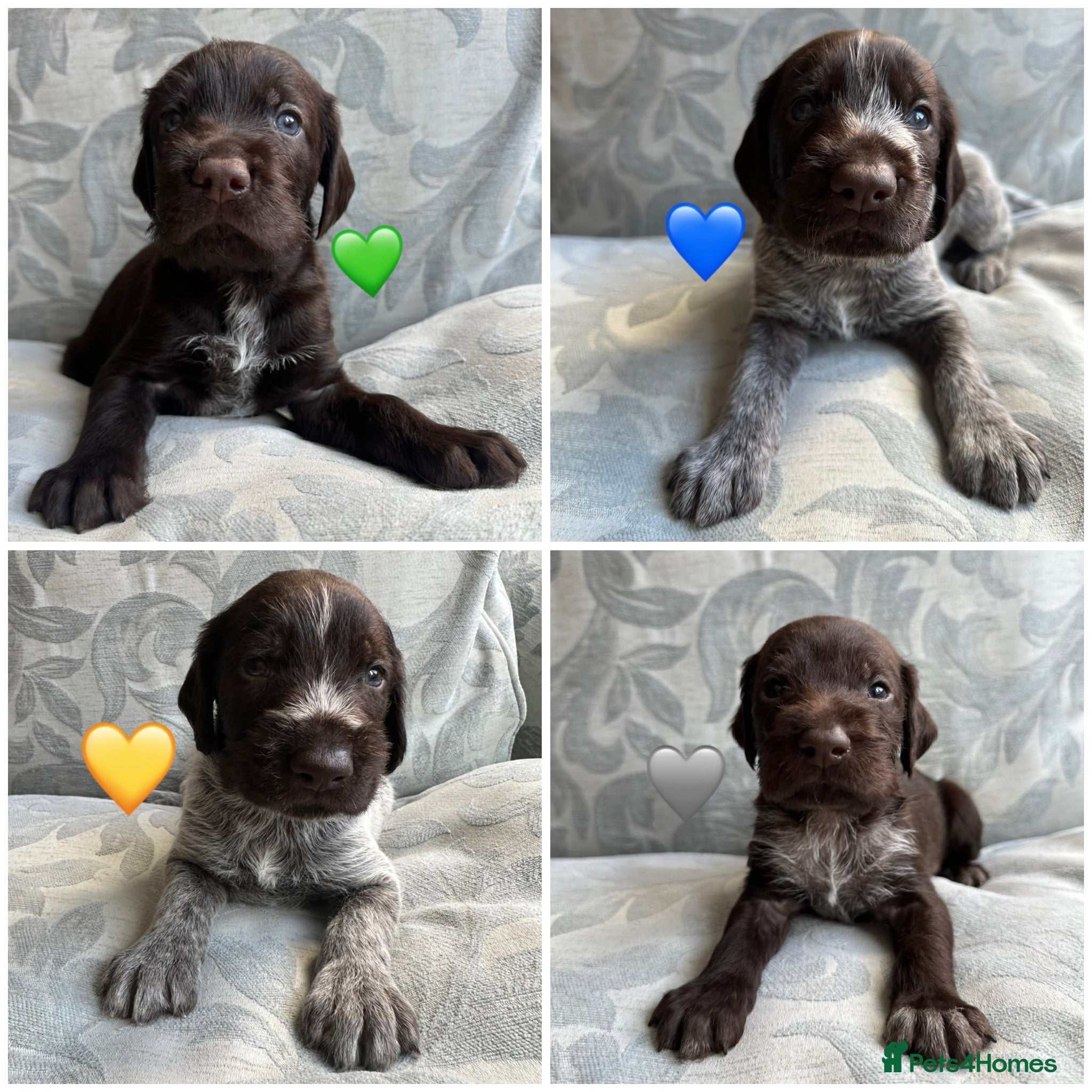 German Wirehaired Pointer dogs Kc reg german wirehaired pointer puppies for sale - Advert 15