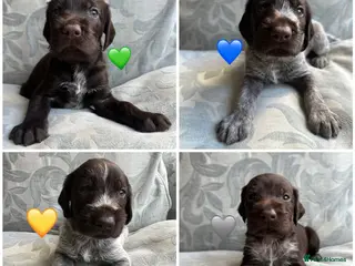 German Wirehaired Pointer dogs Kc reg german wirehaired pointer puppies for sale - Advert 15