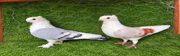 Pigeons birds for sale: Beautiful Quality Pigeons Healthy & Well Cared For - Advert 21