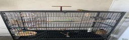 Conures birds for sale: Male pineapple green cheek conure for sale  in Armagh - Advert 10