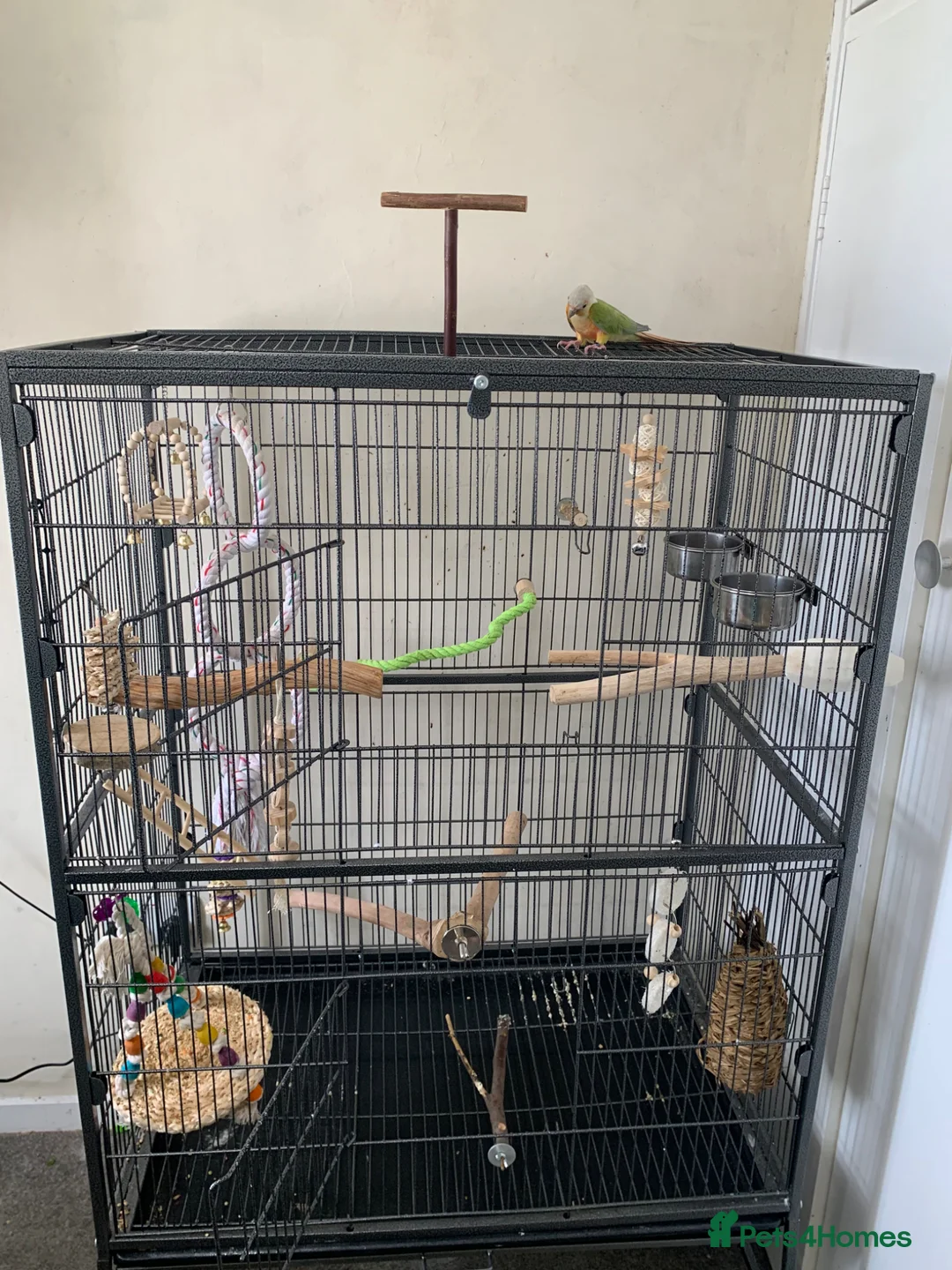 Conures birds for sale: Male pineapple green cheek conure for sale  in Armagh - Advert 10