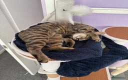 Bengal cats for sale: Nala  - Image 3