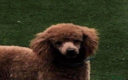Cockapoo dogs for sale: 🐩🐶STUNNING F1 COCKAPOO PUPPIES🐶🐩 - Image 35