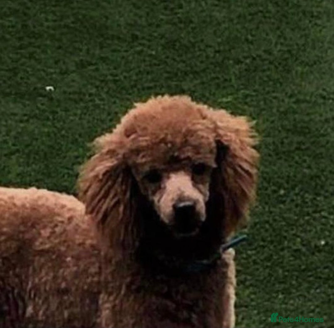 Cockapoo dogs for sale: 🐩🐶STUNNING F1 COCKAPOO PUPPIES🐶🐩 - Image 35