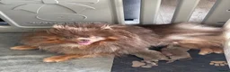 Pomeranian dogs for sale: Lilac & lilac and tan male  - Advert 11