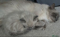 Ragdoll cats for sale: Stunning Ragdolls  - Image 13