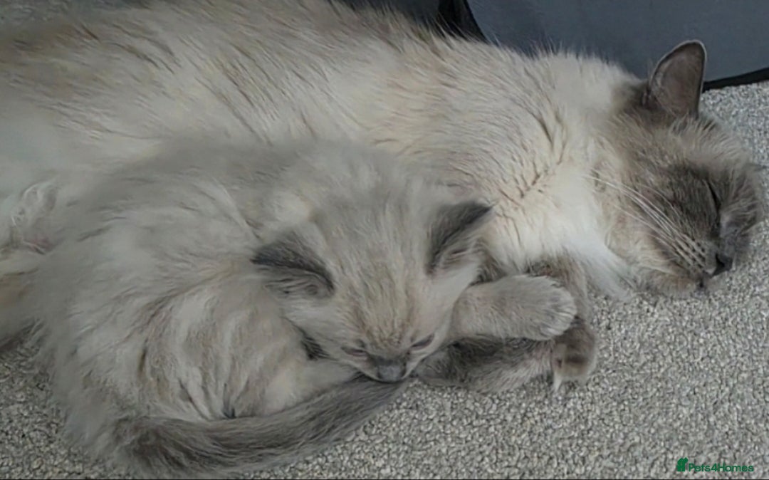 Ragdoll cats for sale: Stunning Ragdolls  - Image 13