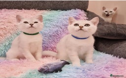British Shorthair cats for sale: British Shorthair Silver Chinchilla  - Image 31