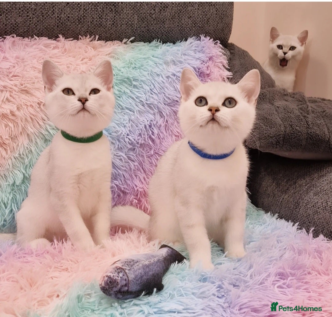 British Shorthair cats for sale: British Shorthair Silver Chinchilla  - Image 31