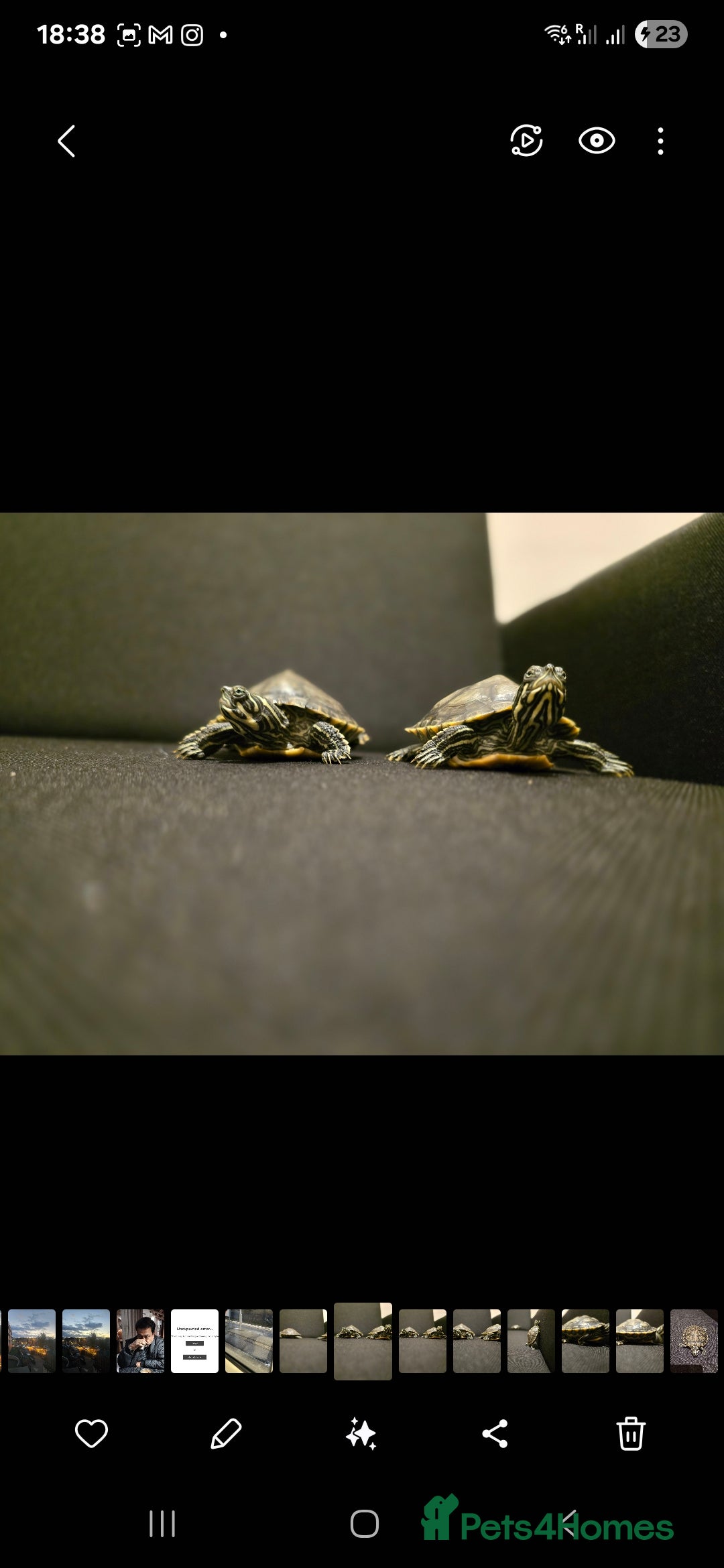 Turtle reptiles for sale: Mississippi Map Turtles - Image 2