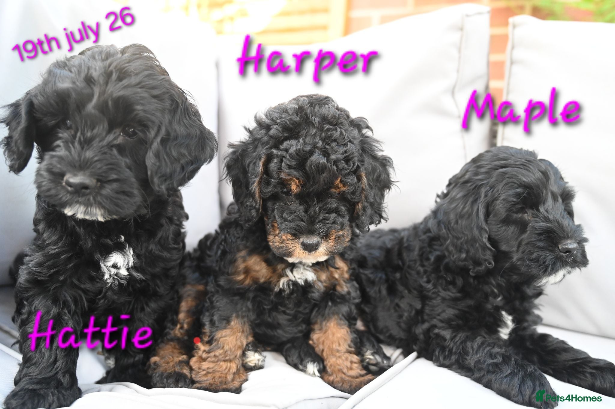 Cockapoo dogs 🌟 Vet-Checked F2 Cockapoo Girls – Ready 24 July🐾 - Advert 2
