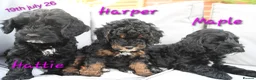 Cockapoo dogs for sale: 🌟 Vet-Checked F2 Cockapoo Girls – Ready 24 July🐾 - Advert 9