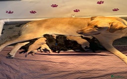 Labrador Retriever dogs for sale: LABRADOR PUPPYS 5WEEKS READY TO VIEW - Image 12