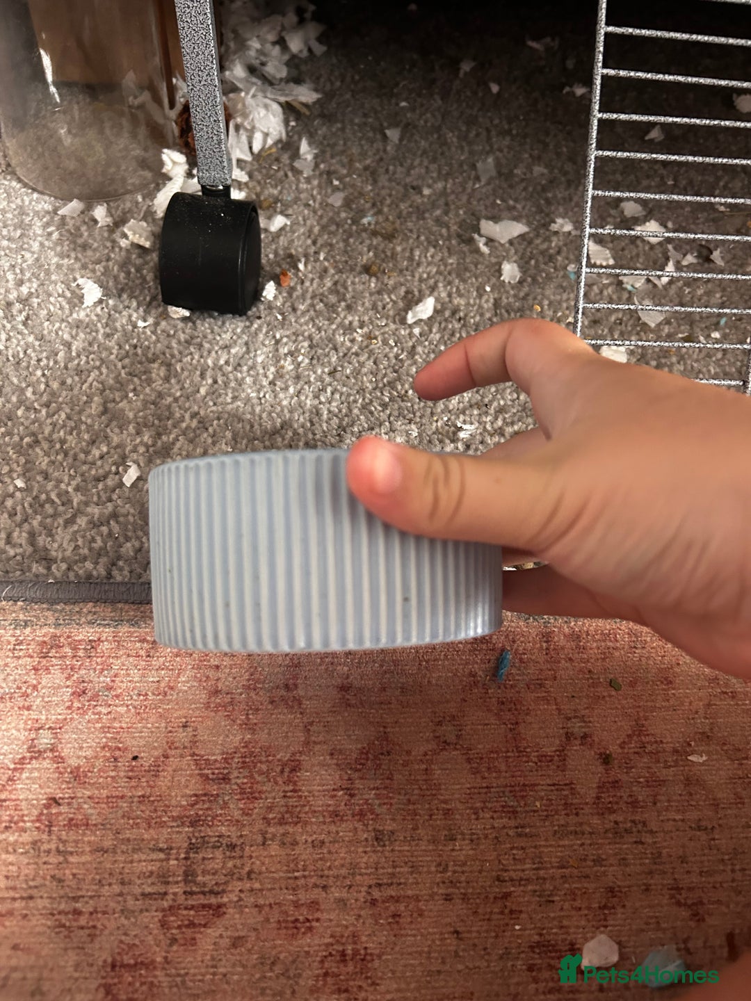 Rat rodents for sale: 3 female baby rats  - Image 6