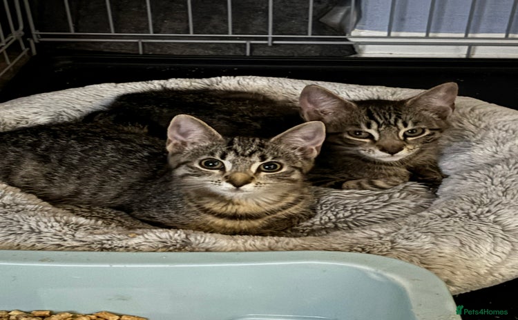 Domestic Shorthair cats - Advert 10